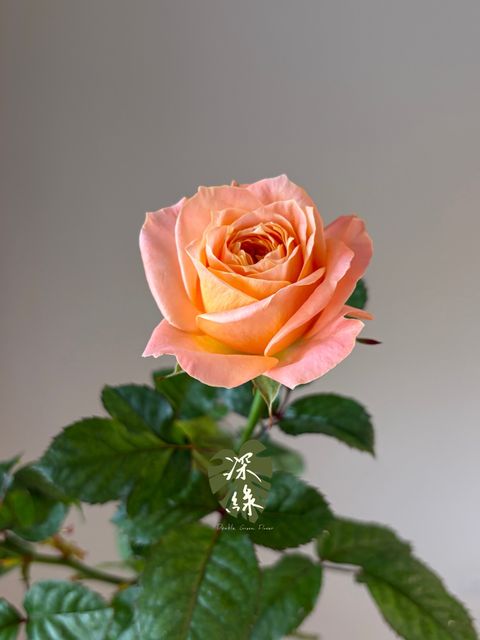 image_53483ED3-D552-4E0E-9FC2-FA885C6F3141_1790575728