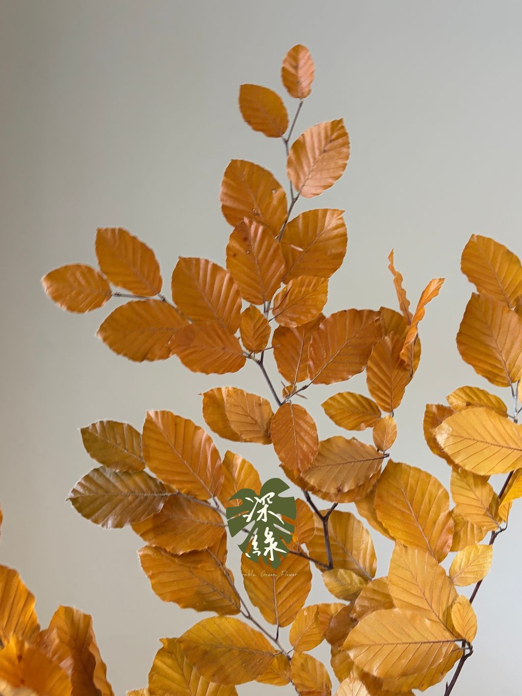 image_D109101E-3070-40DD-BAC5-26E2A74459CA_1790576786