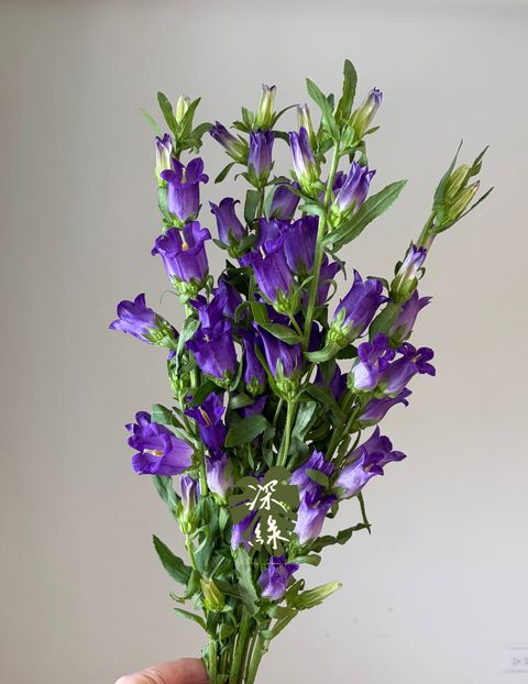 image_5AB63EAB-8F71-44C8-801D-8DD5D98EEB93_1790577147