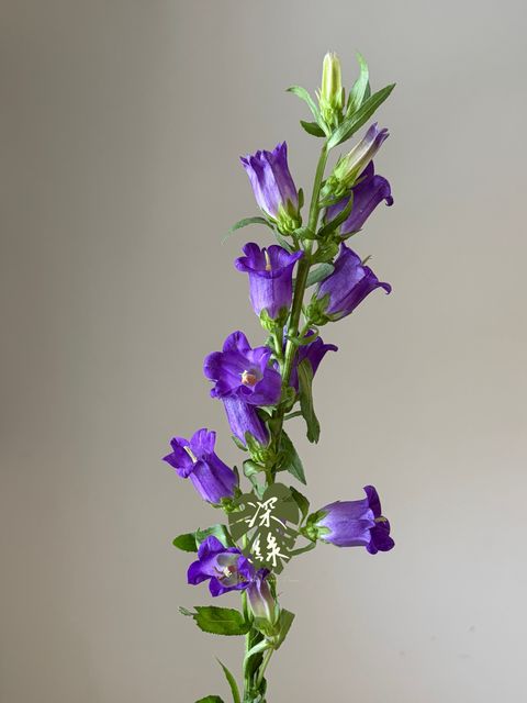 image_D9B8E613-1B09-4A39-AEE9-F1FD8F707FBF_1790577147