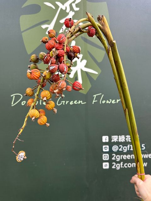 image_E0F84F6B-36A4-4CED-9D4F-3A2464A877B6_1790744727