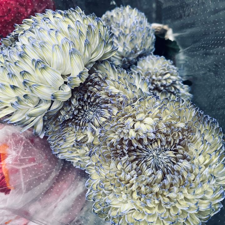 image_0BE1D4E5-A33E-4CA6-B4B6-A5BF3EF5206E_1791272567