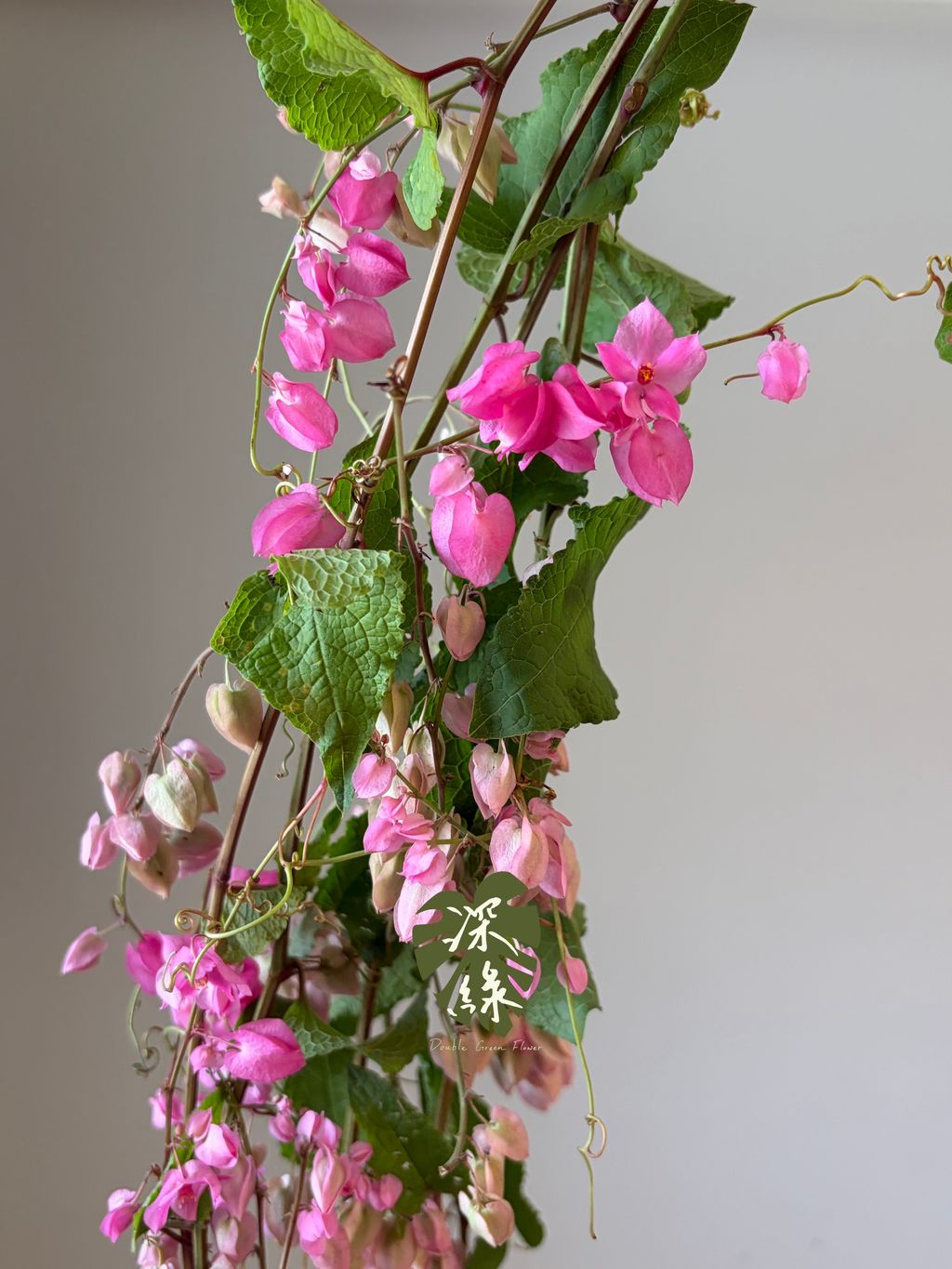 image_AD7D1806-8D50-4C94-BB52-CA193EF8BCC8_1791787733