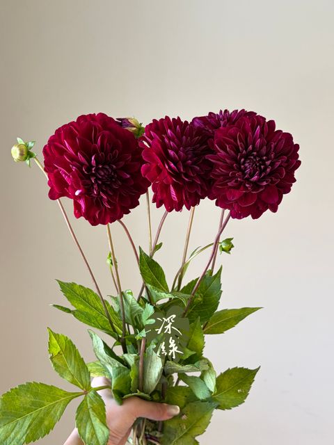 image_DB461C97-36B0-4B79-A4DC-E566199C6275_1791802894