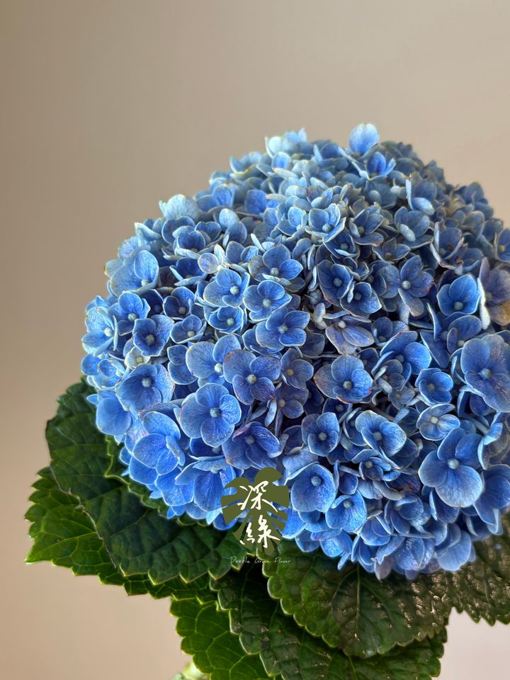 image_B8CDCD5D-079B-4C61-877C-294D77B86746_1792497306