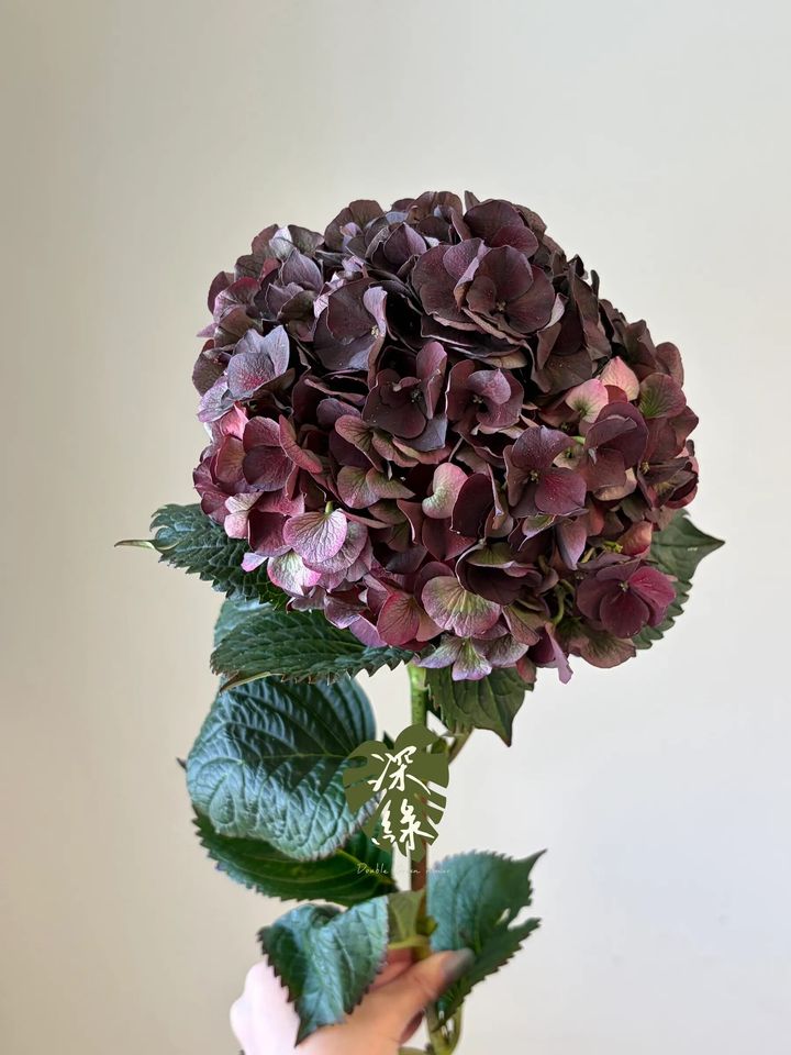messageImage_1792681177653