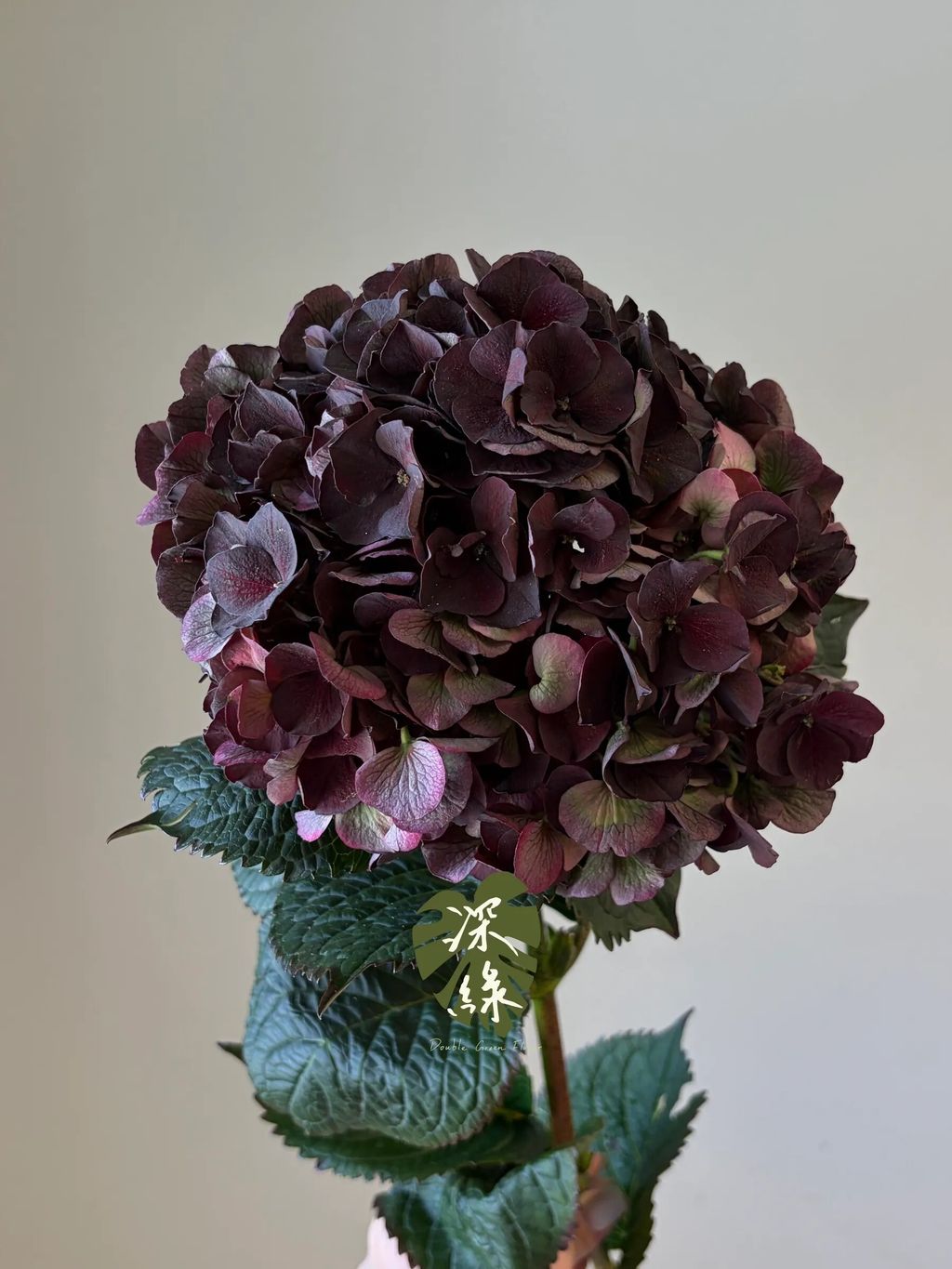 messageImage_1792681168067