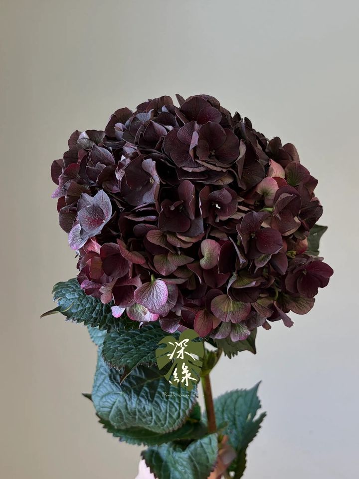 messageImage_1792681168067