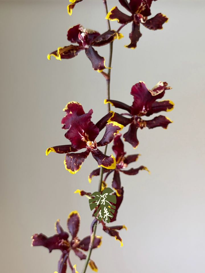 LINE_ALBUM_20261026_261026_44