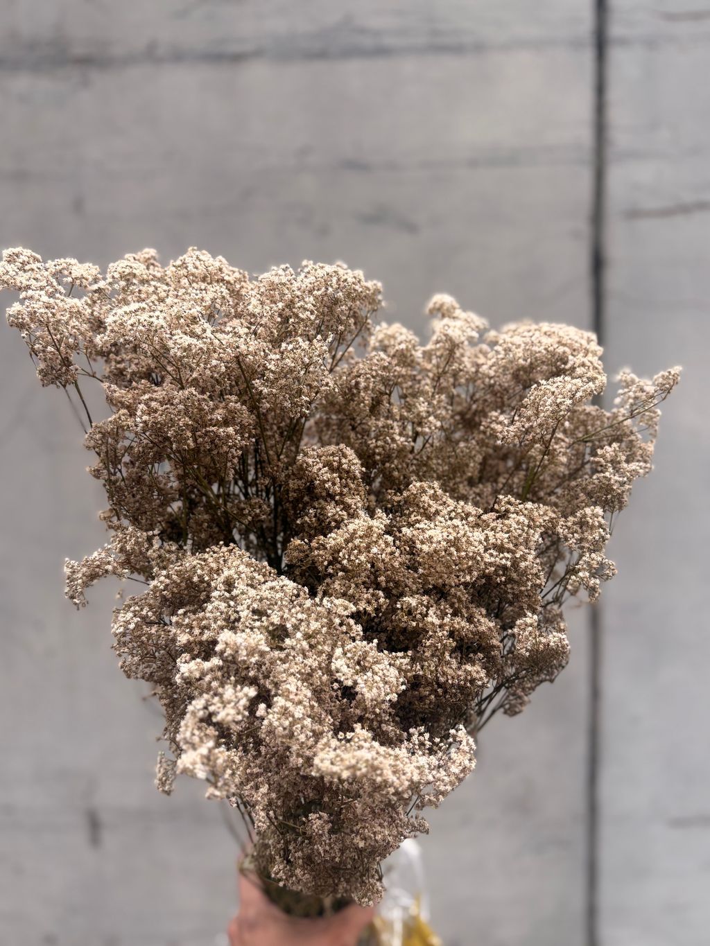 image_FDE6AD86-7DDB-4A0E-81A1-EF64C0D1F36B_1793082486