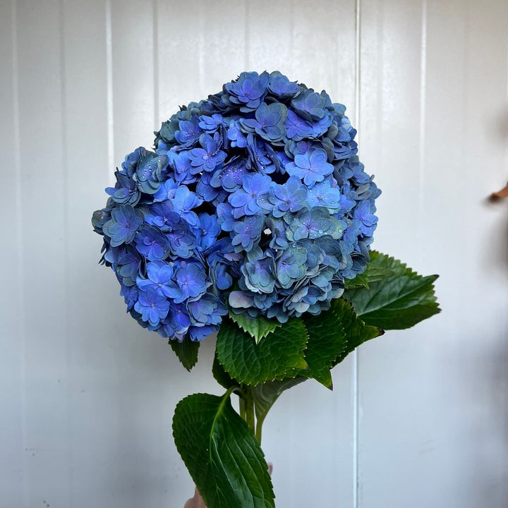image_C75E2C75-296E-4570-93A0-493F79B7AFA4_1793259046