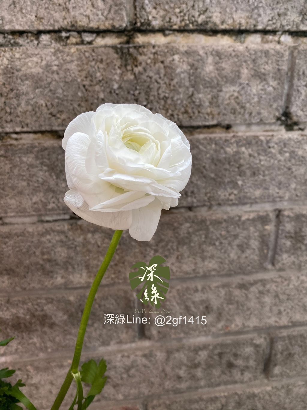 S__31473771_0