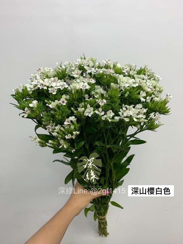 小本深山櫻白色– 深綠花卉