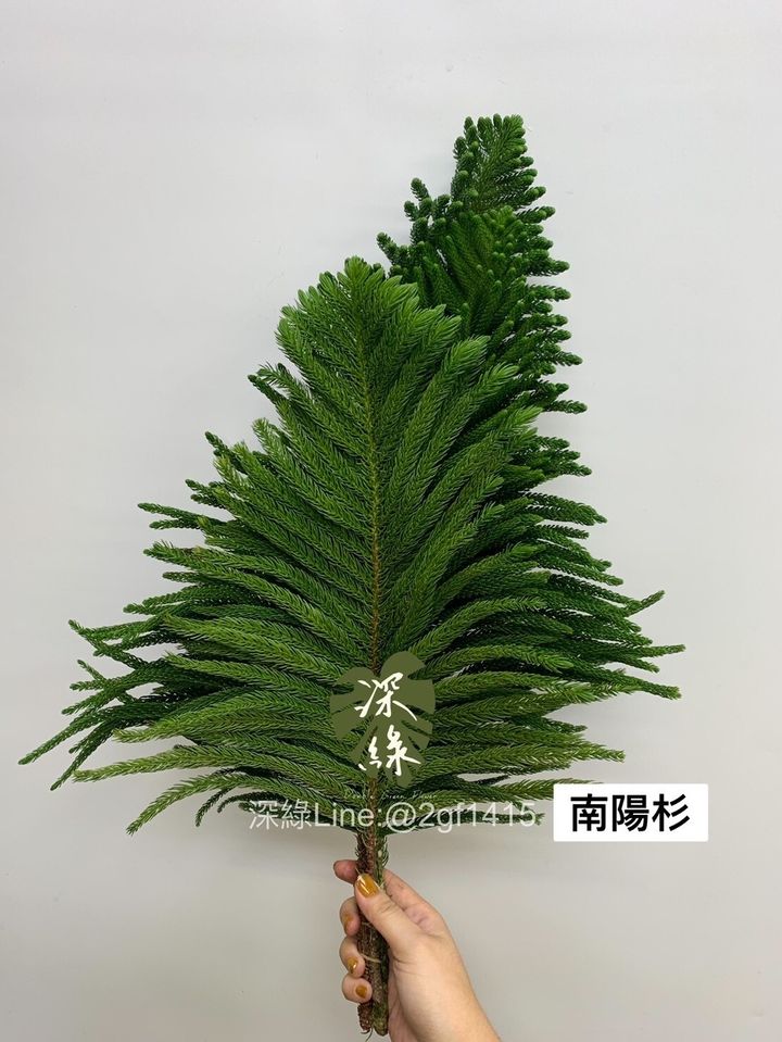 南洋杉