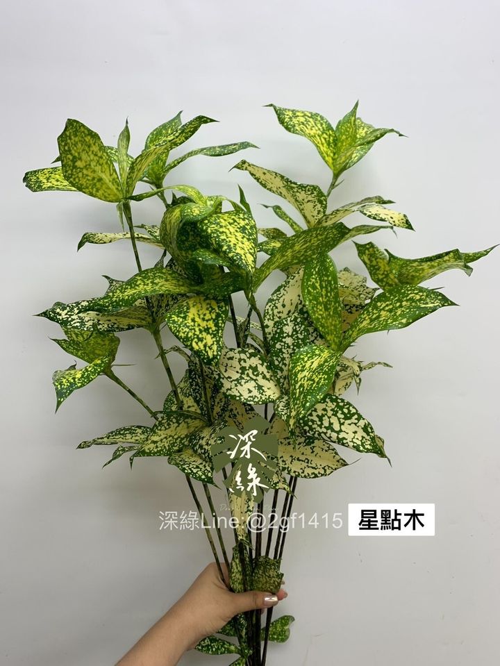 星點木