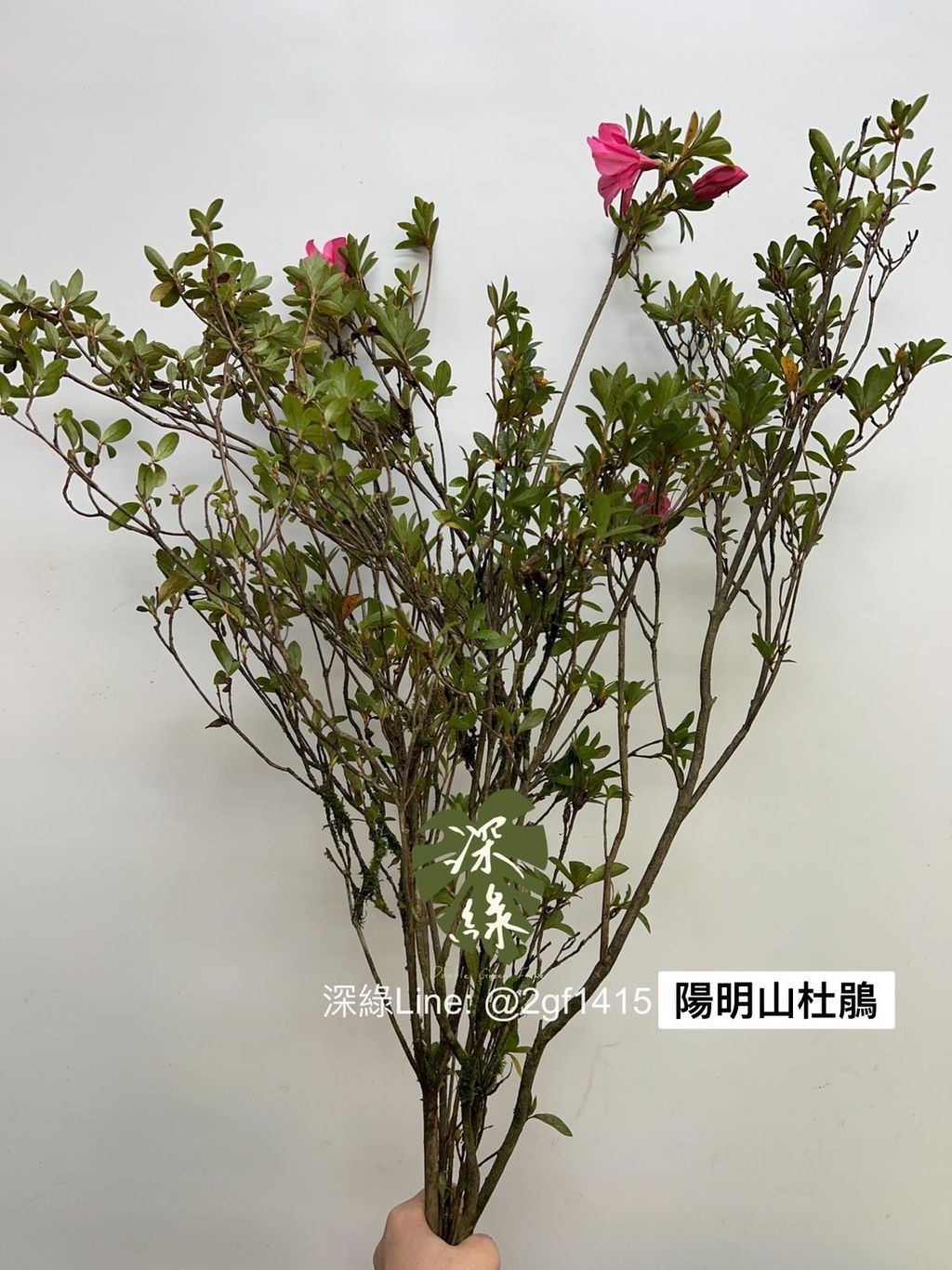 S__2932785