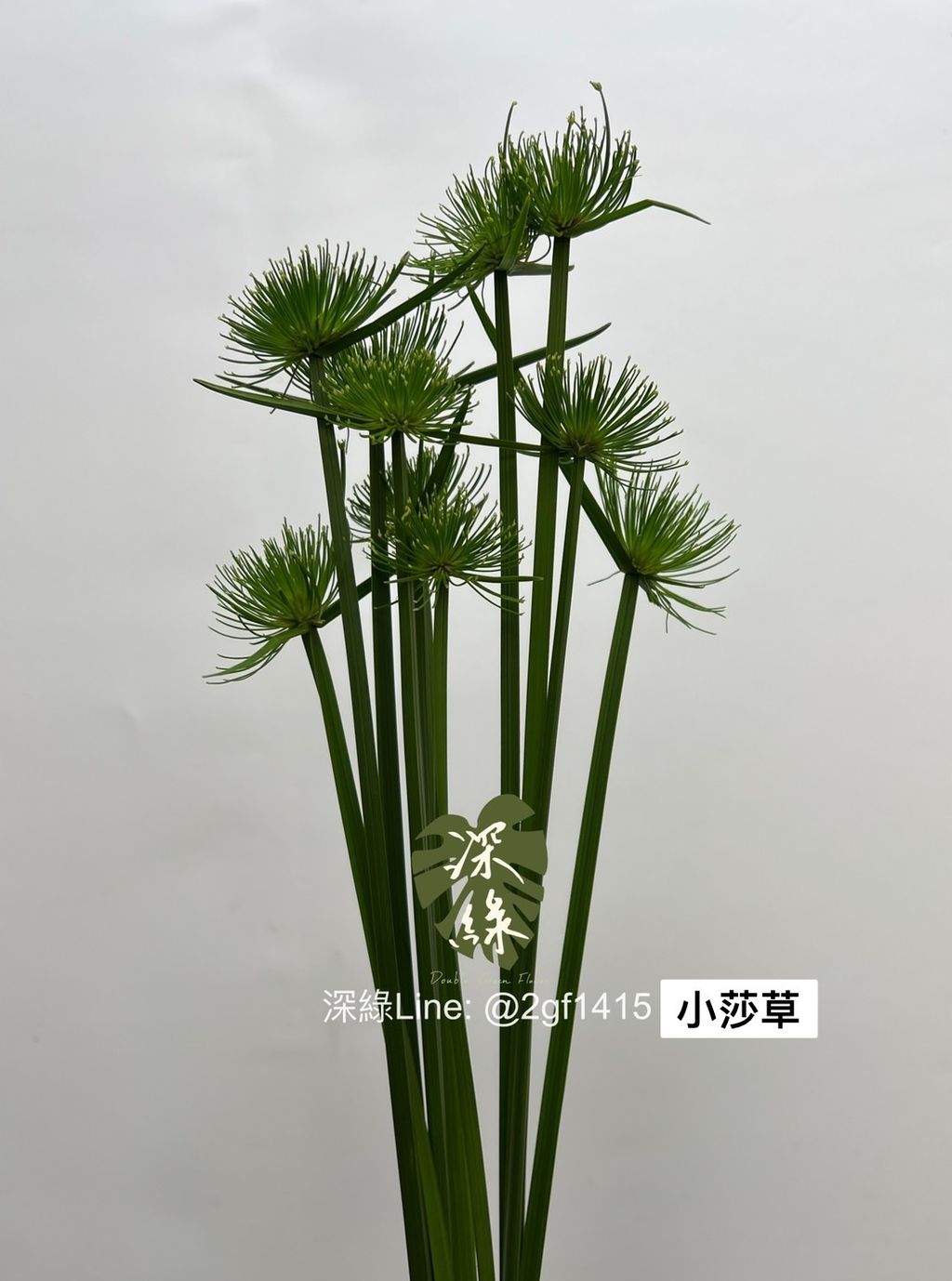 S__2965571