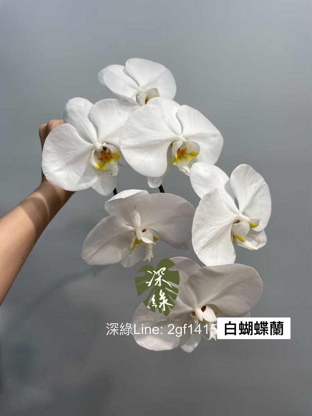 LINE_ALBUM_蘭花🦋_231108_1