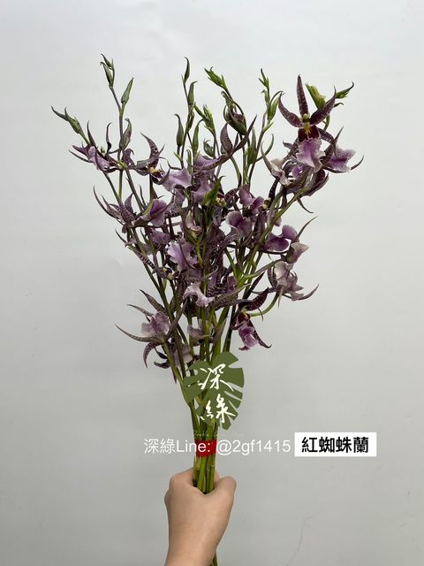 S__3260440