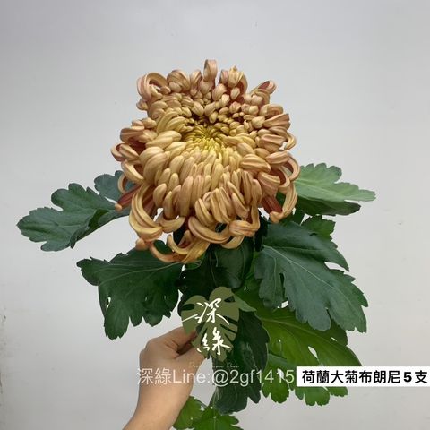 S__3367150