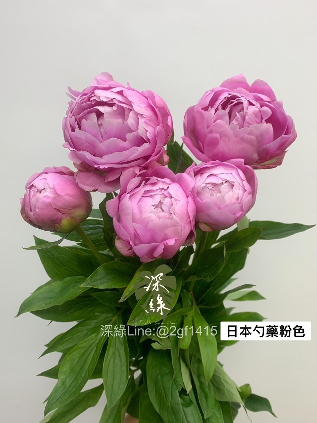 S__29556811