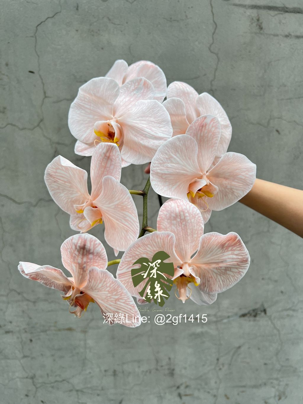 eZy Watermark_06-12-2023_01-28-55-8690下午-1701841010698