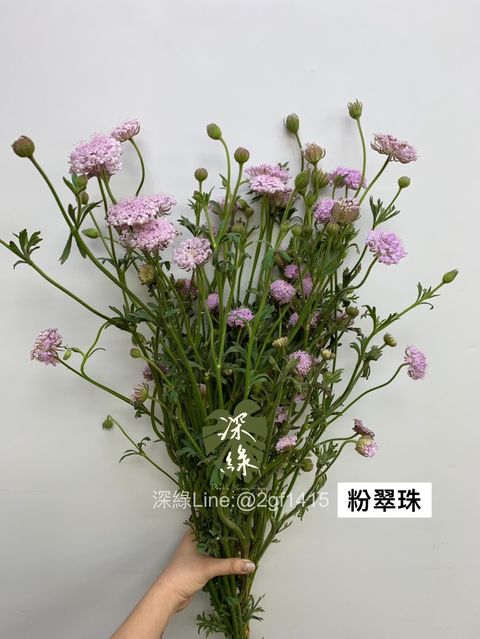 87AFA52C-15D9-4350-BB25-615C3877D19B