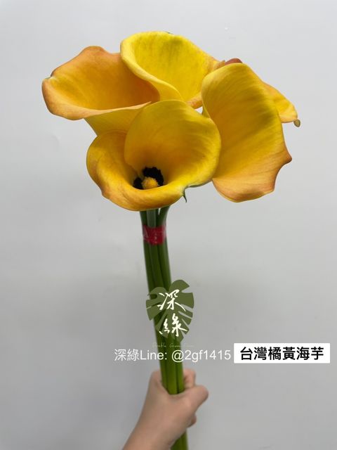 S__3522599