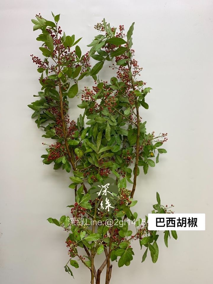 S__3588118