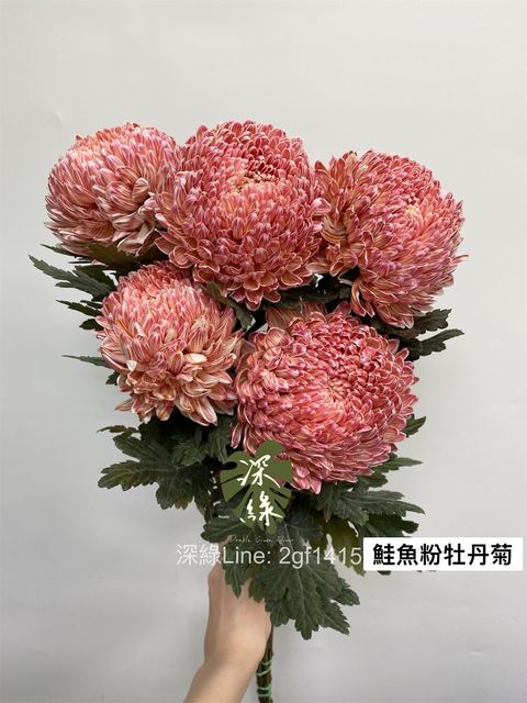 LINE_ALBUM_今天來的牡丹菊_240104_13