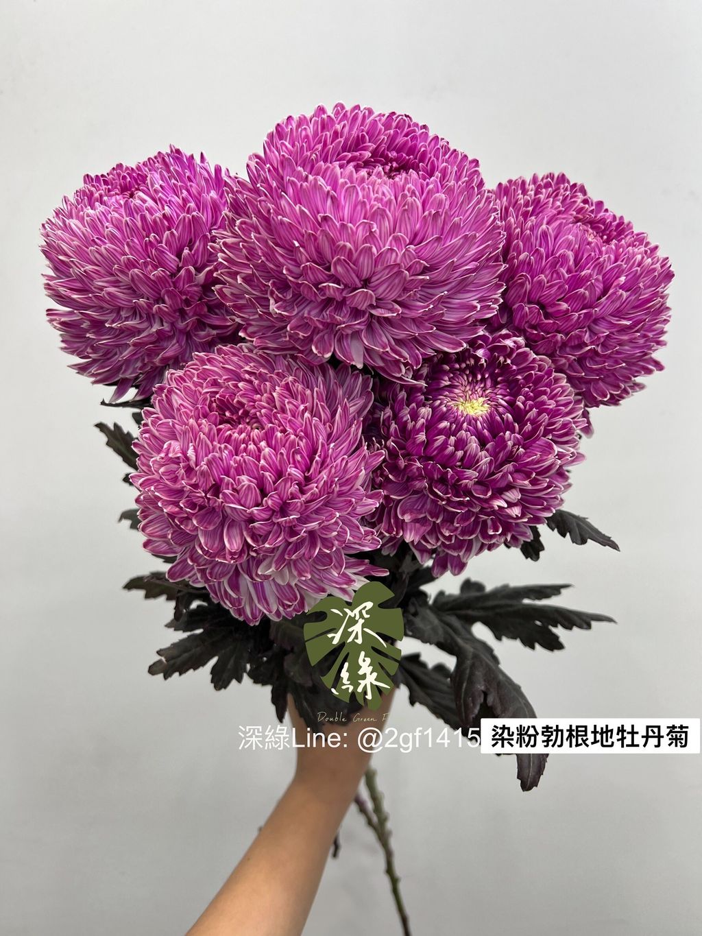 LINE_ALBUM_今天來的牡丹菊_240104_12