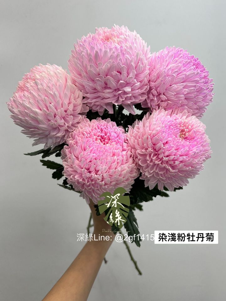 LINE_ALBUM_今天來的牡丹菊_240104_10