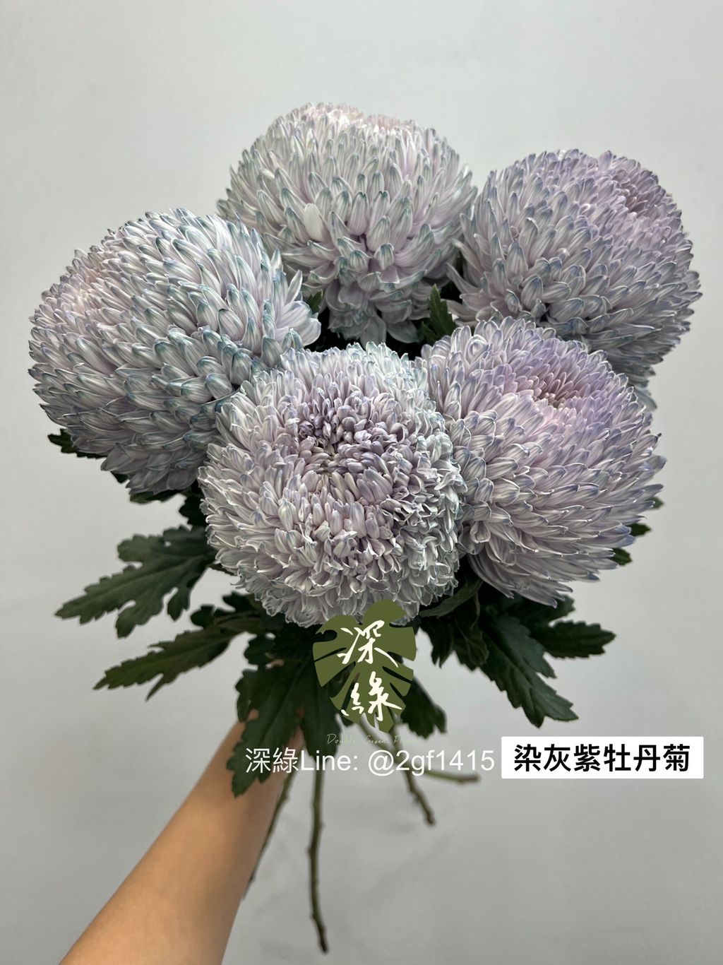 LINE_ALBUM_今天來的牡丹菊_240104_9