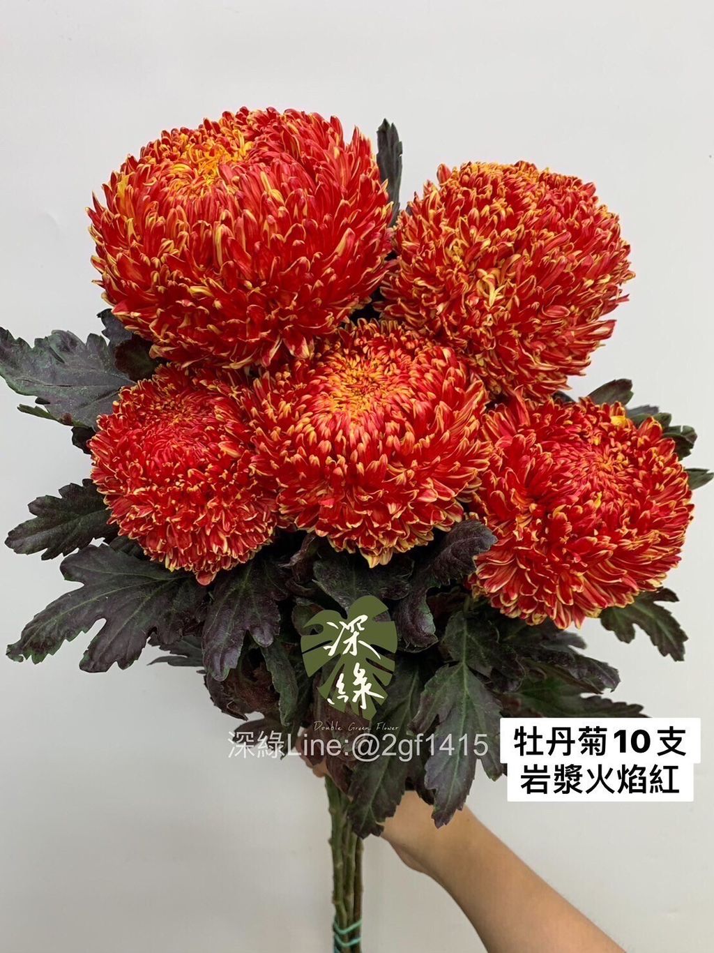 LINE_ALBUM_今天來的牡丹菊_240104_8