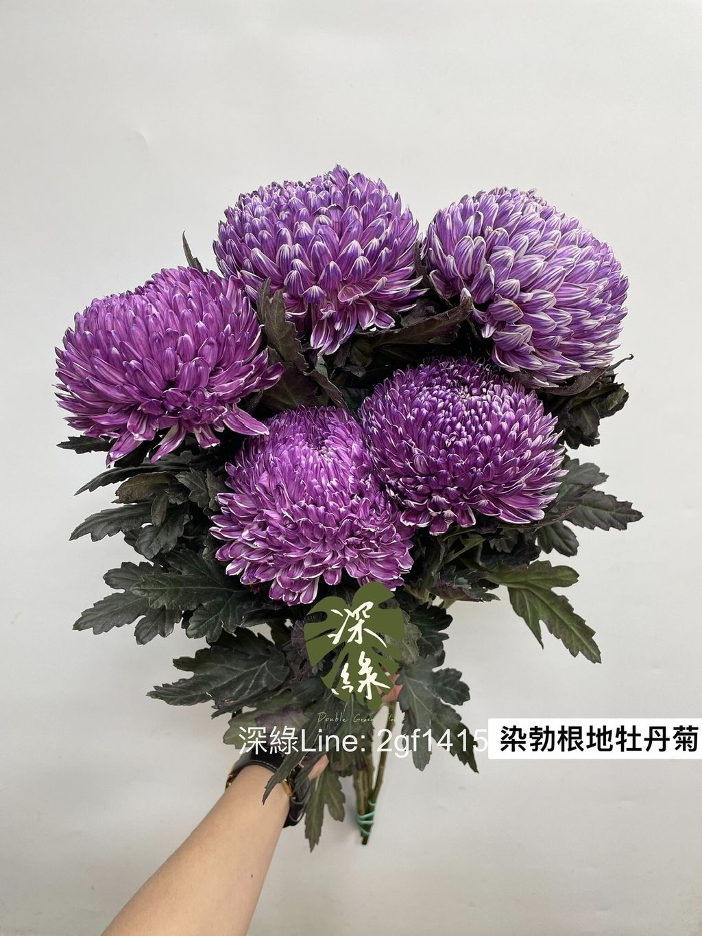 LINE_ALBUM_今天來的牡丹菊_240104_7