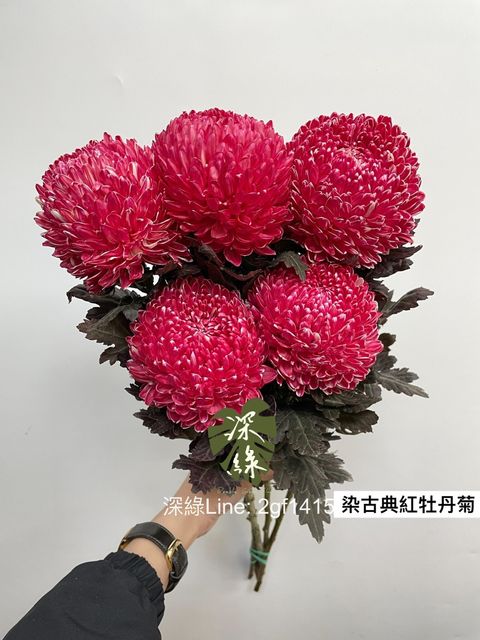 LINE_ALBUM_今天來的牡丹菊_240104_5