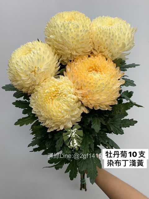 LINE_ALBUM_今天來的牡丹菊_240104_4