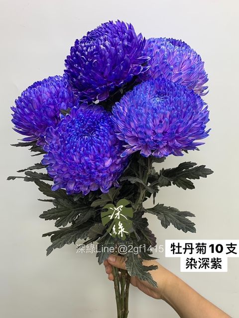 LINE_ALBUM_今天來的牡丹菊_240104_2