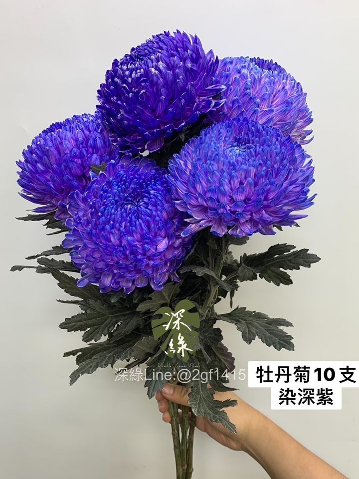 LINE_ALBUM_今天來的牡丹菊_240104_2