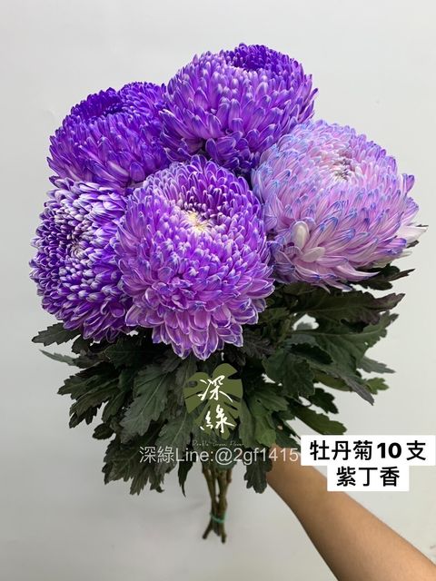 LINE_ALBUM_今天來的牡丹菊_240104_1