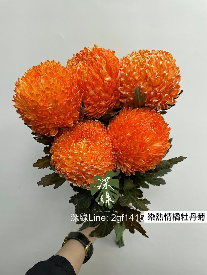 LINE_ALBUM_今天來的牡丹菊_240104_0