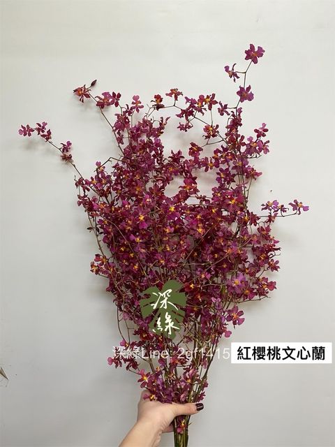 紅櫻桃文心蘭