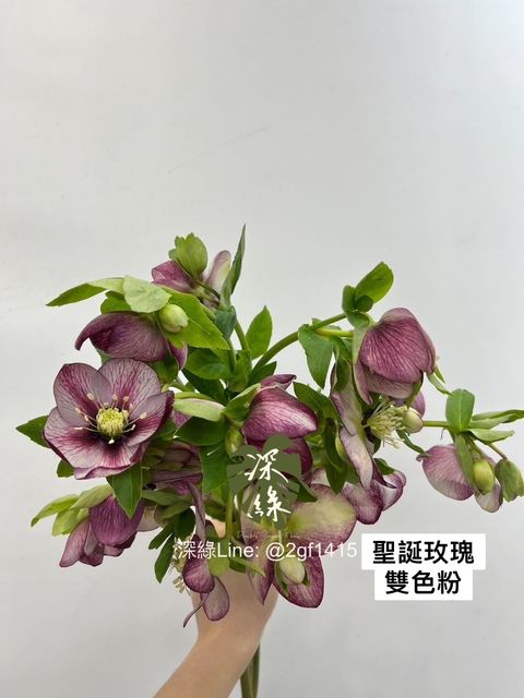 IMG_7740-1705983624579