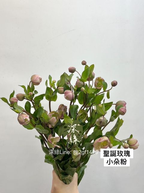 IMG_7741-1705983697739