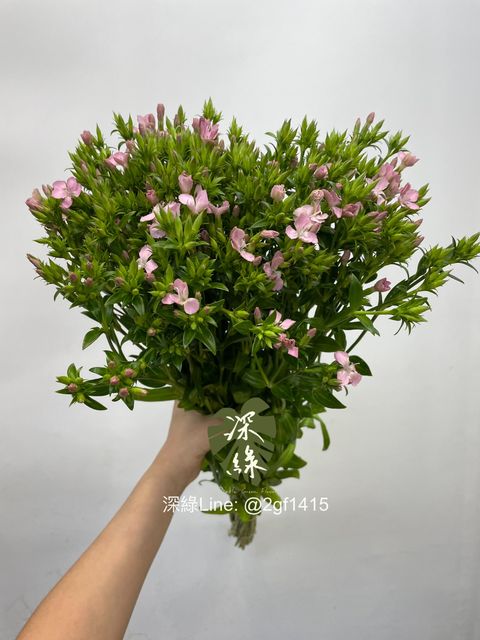 eZy Watermark_01-04-2024_01-24-40-5680下午-1711949204789