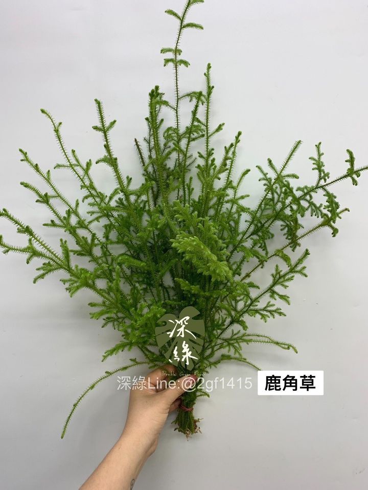 LINE_ALBUM_葉材_240406_15