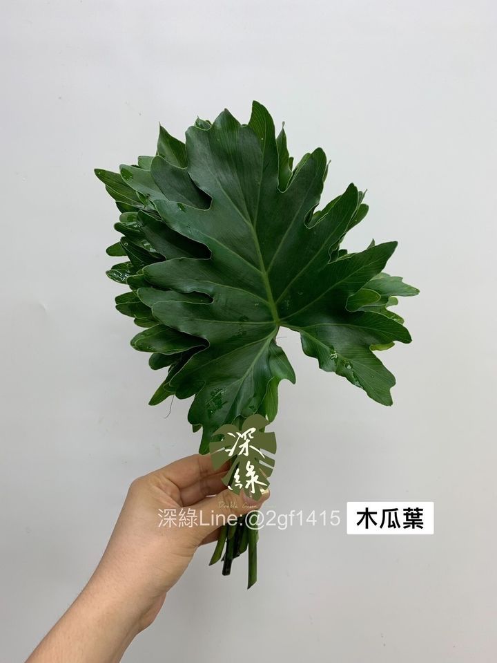 LINE_ALBUM_葉材_240406_14