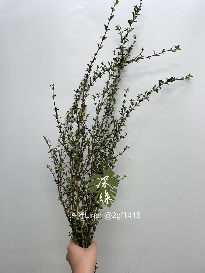 LINE_ALBUM_葉材_240406_9