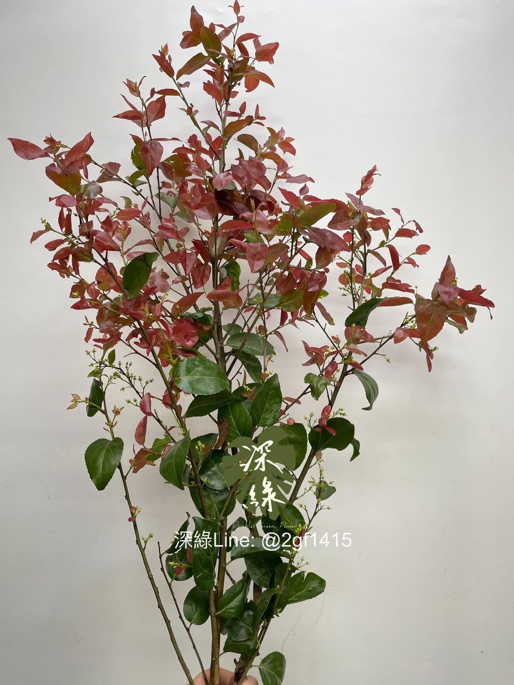 LINE_ALBUM_葉材_240406_7