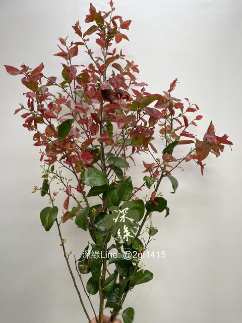 LINE_ALBUM_葉材_240406_7